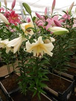 [3164 Santini World B No01.JPG]